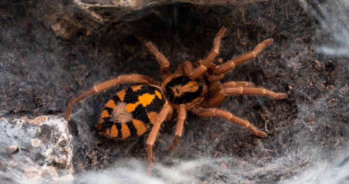 Pumpkin Patch Tarantula: Care Tips for Your Exotic Pet