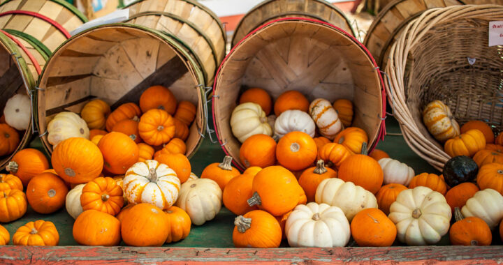 Half Moon Bay Pumpkin Patch: A Must-Visit Fall Wonderland