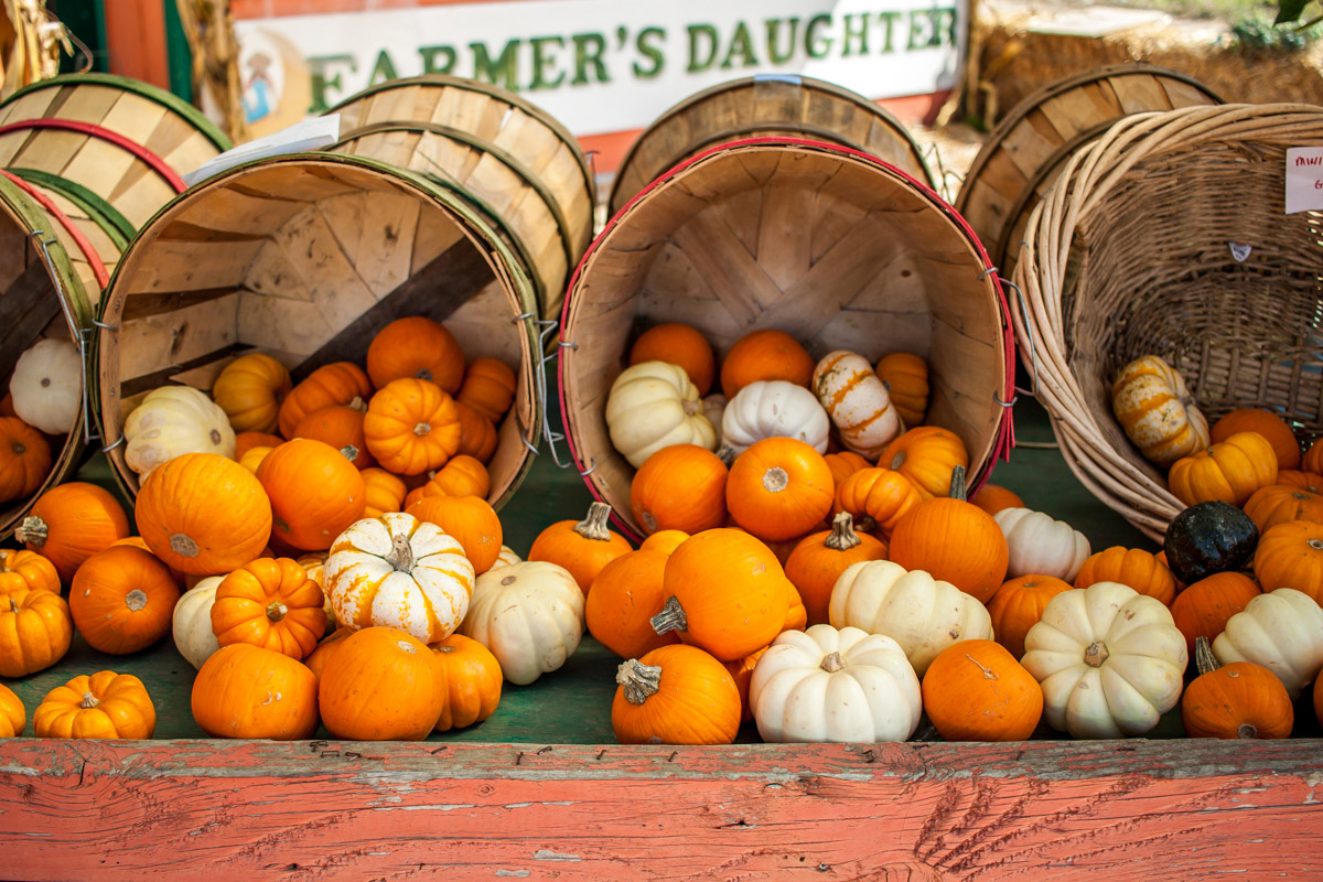 Half Moon Bay Pumpkin Patch